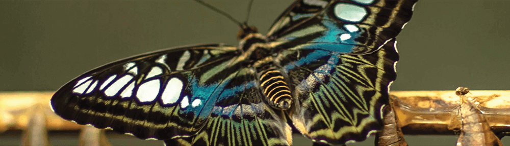 butterfly